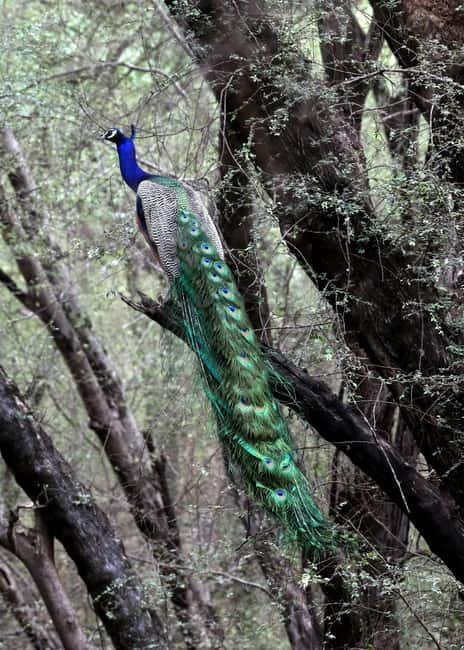 Jaipur: Jhalana Amagarh Leopard Safari Park Guided Tour - What You Can Expect to Spot: More Than Just Leopards