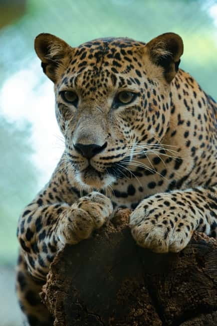 Jaipur: Jhalana Amagarh Leopard Safari Park Guided Tour - Vehicles, Groups, and Why Drivers Matter on This Safari
