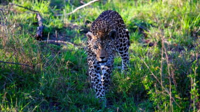 Jaipur: Jhalana Amagarh Leopard Safari Park Guided Tour - The 2.5 Hours: How the Safari Runs in Plain Steps