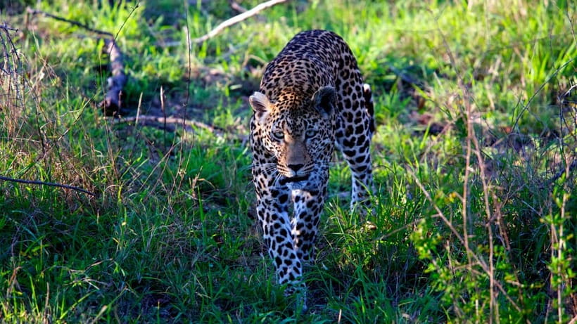Jaipur: Jhalana Amagarh Leopard Safari Park Guided Tour - The 2.5 Hours: How the Safari Runs in Plain Steps