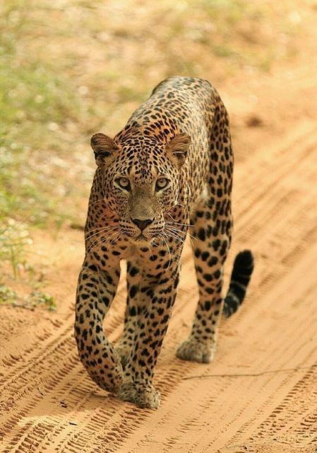 Jaipur: Jhalana/Amagarh leopard safari private tour - Private tour reality check: vehicles, guide English, and the Keilash factor