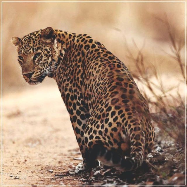 Jaipur: Jhalana/Amagarh leopard safari private tour - Should you book this Jaipur leopard safari?