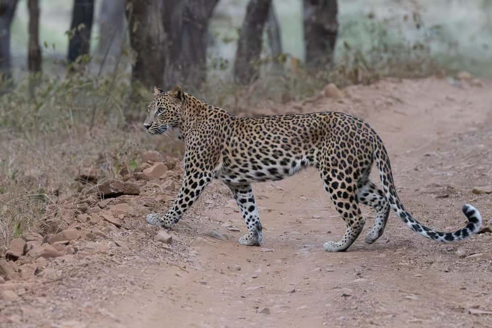 Jaipur: Jhalana/Amargarh Leopard Safari Private Tour - Private A/C Pickup From Jaipur: the part that actually matters