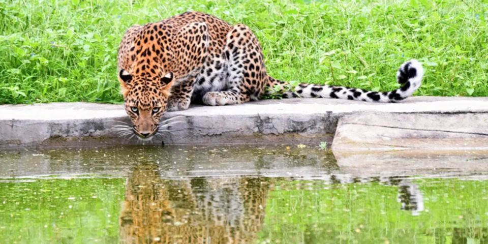 Jaipur: Jhalana/Amargarh Leopard Safari Private Tour - How the 5-hour timing plays out in real life