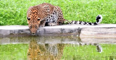 Jaipur: Jhalana/Amargarh Leopard Safari Private Tour - Amargarh Leopard Reserve: your second chance in a quieter setting