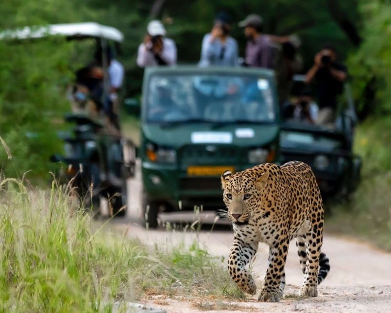 Jaipur: Jhalana/Amargarh Leopard Safari Private Tour - Leopard-spotting odds: what you can control and what you can’t