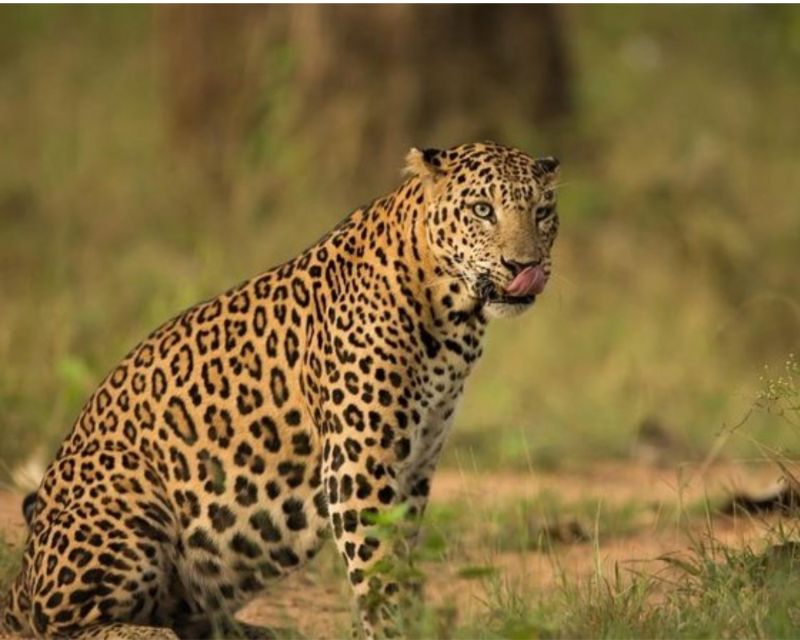 Jaipur: Jhalana/Amargarh Leopard Safari Private Tour - Value at about $75: comfort plus reserve access
