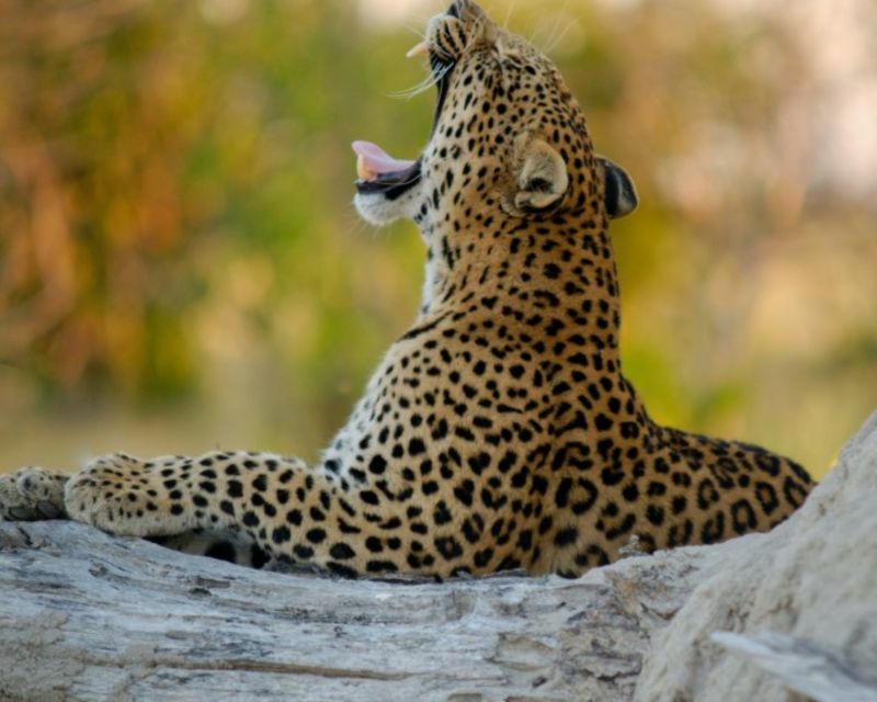 Jaipur: Jhalana/Amargarh Leopard Safari Private Tour - Quick checklist before you go