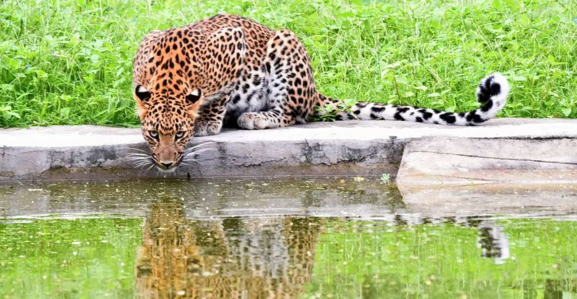 Jaipur: Jhalana/Amargarh Leopard Safari Private Tour - Amargarh Leopard Reserve: your second chance in a quieter setting