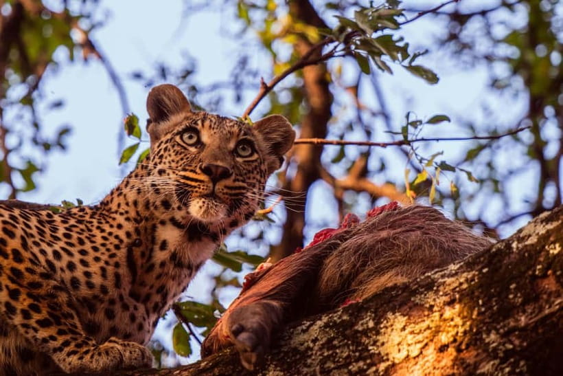 Jaipur: Jhalana leopard safari private tour - Key things to know before you go