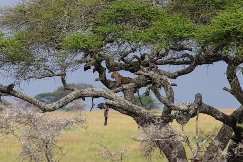 Jaipur: Jhalana leopard safari private tour - Getting from Jaipur to Jhalana without wasting your morning