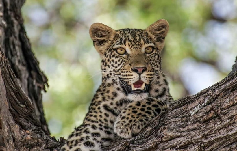 Jaipur: Jhalana leopard safari private tour - What you’re actually looking for: leopards, panthers, and spotted deer