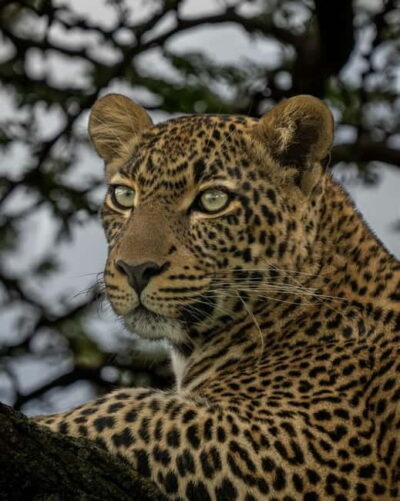 Jaipur: Jhalana leopard safari private tour - The 3-hour Jhalana safari ride: what the experience feels like