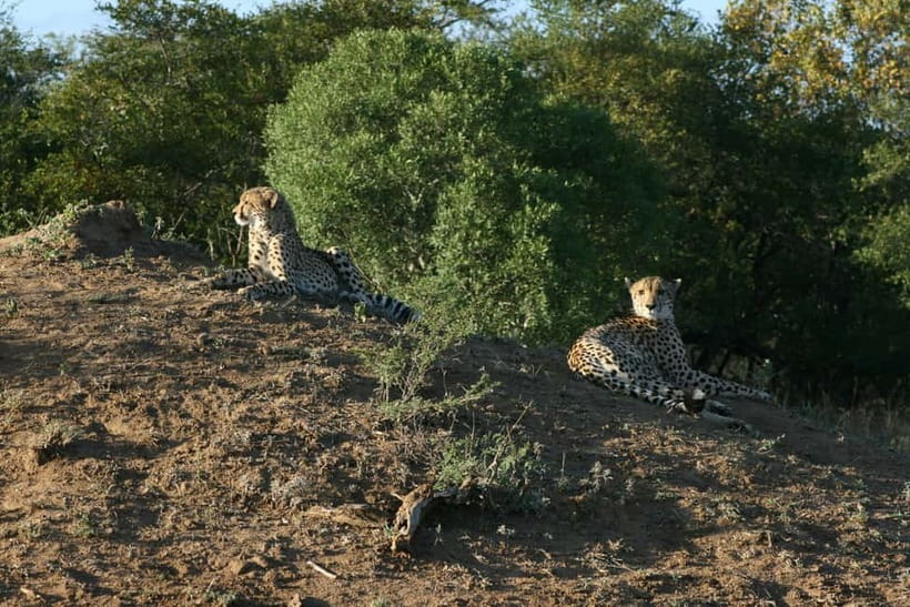 Jaipur: Jhalana leopard safari private tour - Off-road jeep time and photo strategy that actually helps