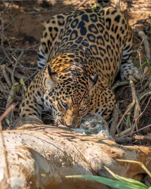 Jaipur: Jhalana leopard safari private tour - Private vs shared: when this safari becomes truly your own