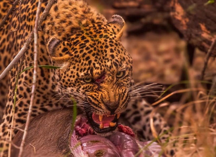 Jaipur: Jhalana leopard safari private tour - What to bring (and what not to bring) for Jhalana
