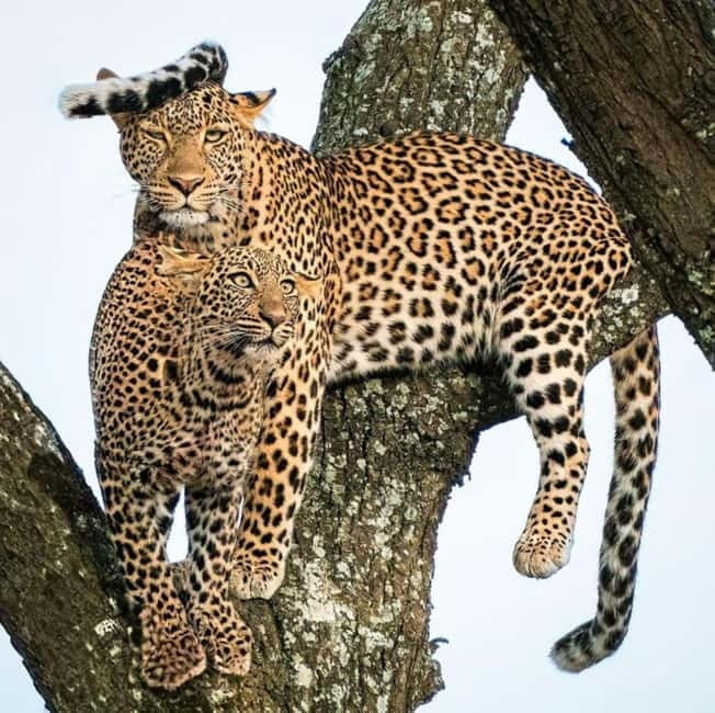 Jaipur: Jhalana leopard safari private tour - Booking smart: how to maximize your chances of a great safari day