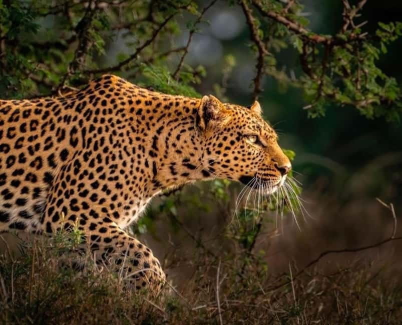 Jaipur: Jhalana leopard safari private tour - Who this Jaipur Jhalana leopard safari fits best