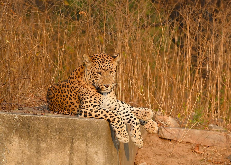 Jaipur: Jhalana Leopard Safari Tour - Why Jhalana’s Leopard Reserve Safari Feels Different