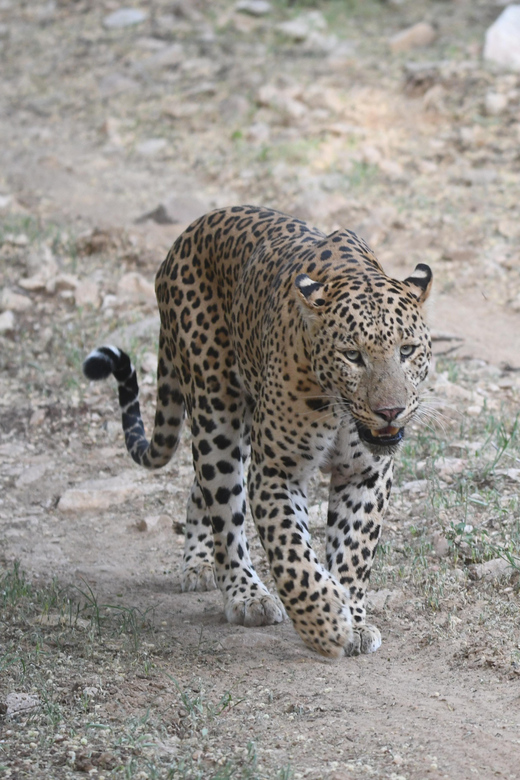 Jaipur: Jhalana Leopard Safari Tour - Wildlife You’re Looking For (and How to Actually Watch)