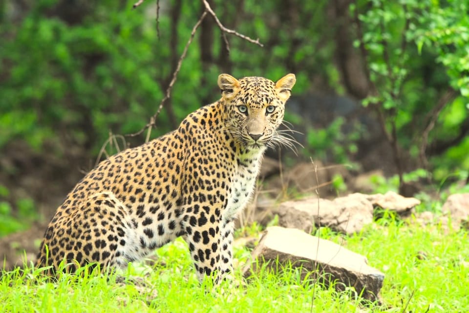 Jaipur: Jhalana Leopard Safari Tour - The Reserve Beyond Leopards: Biodiversity Numbers That Make It Real