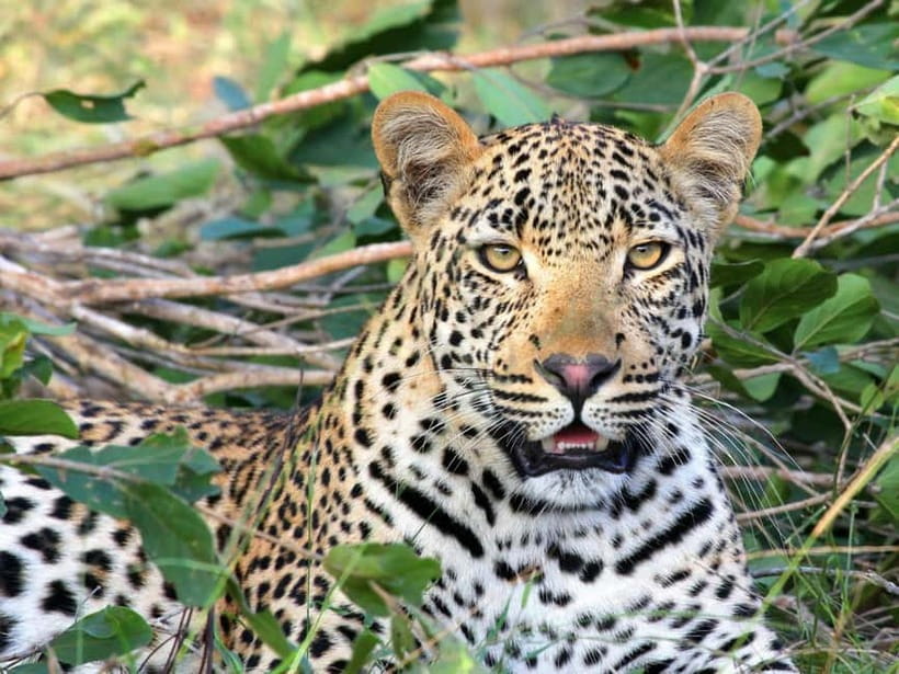 Jaipur: Jhalana leopard safari tour with hotel pickup & drop - Key things to know before you go