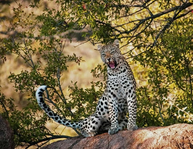 Jaipur: Jhalana leopard safari tour with hotel pickup & drop - Who should book this Jaipur leopard safari