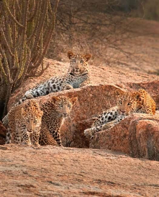 Jaipur: Jhalana leopard safari tour with hotel pickup & drop - Why Jhalana is a different kind of leopard outing near Jaipur
