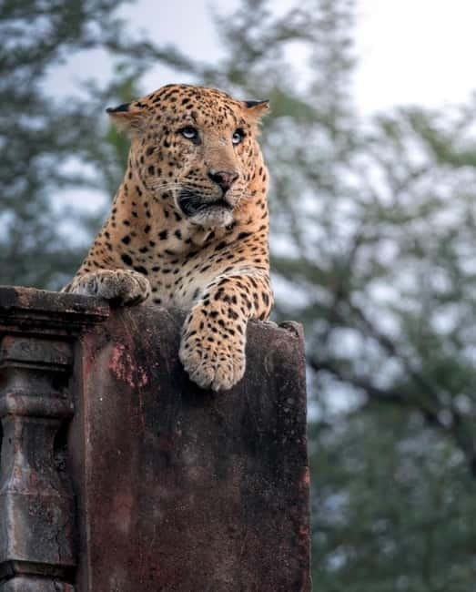 Jaipur: Jhalana leopard safari tour with hotel pickup & drop - The real safari time: how the jeep ride shapes the experience
