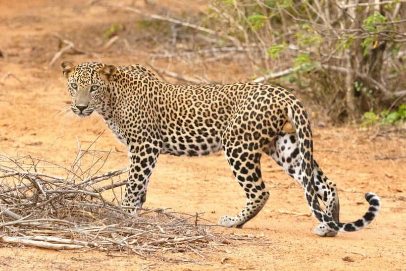 Jaipur: Jhalana leopard safari tour with hotel pickup & drop - What animals you can hope to see (and how to look for them)