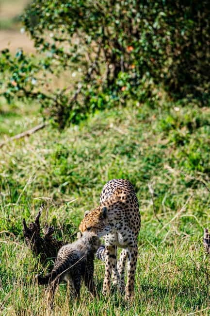 Jaipur: Jhalana leopard safari tour with hotel pickup & drop - The guide and the ride: what English support adds