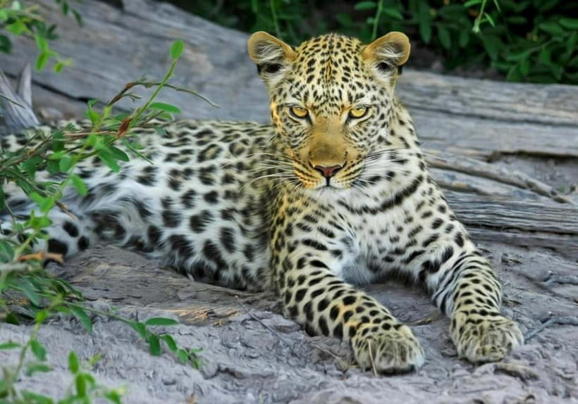 Jaipur: Jhalana leopard safari tour with hotel pickup & drop - Rules on what to bring: small items can cause big problems