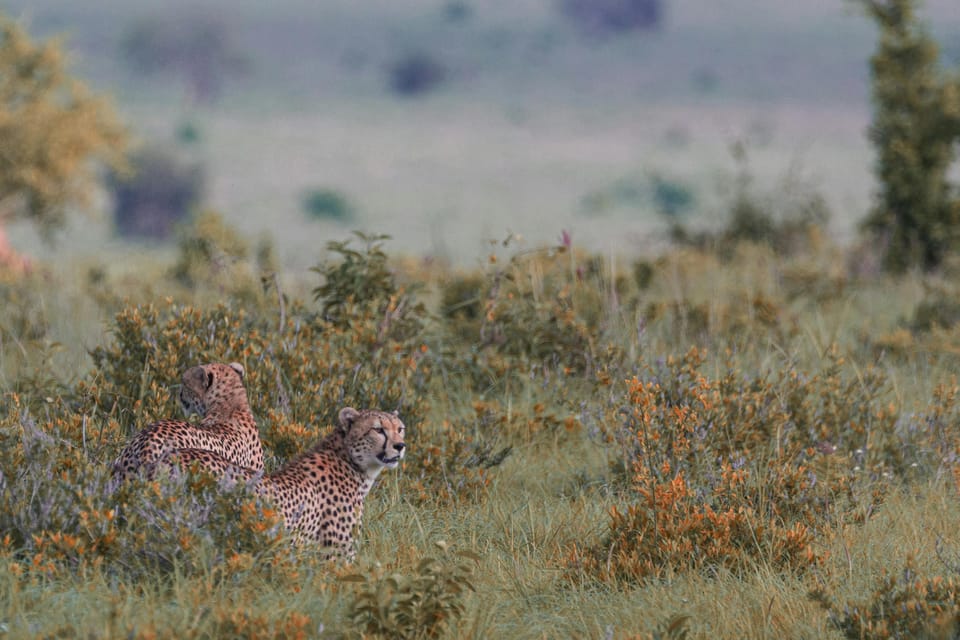 Jaipur: Jhalana leopard safari tour with hotel pickup & drop - Price and logistics: where the value is solid—and where surprises can sting