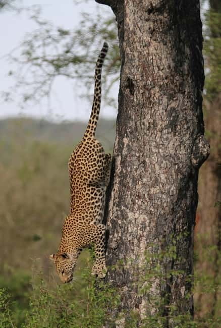 Jaipur: Jhalana leopard safari tour with hotel pickup & drop - What the half-day schedule feels like in real life
