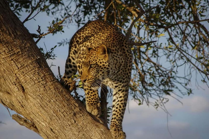Jaipur: Jhalana leopard safari tour with hotel pickup & drop - Pickup in an air-conditioned car that actually saves time