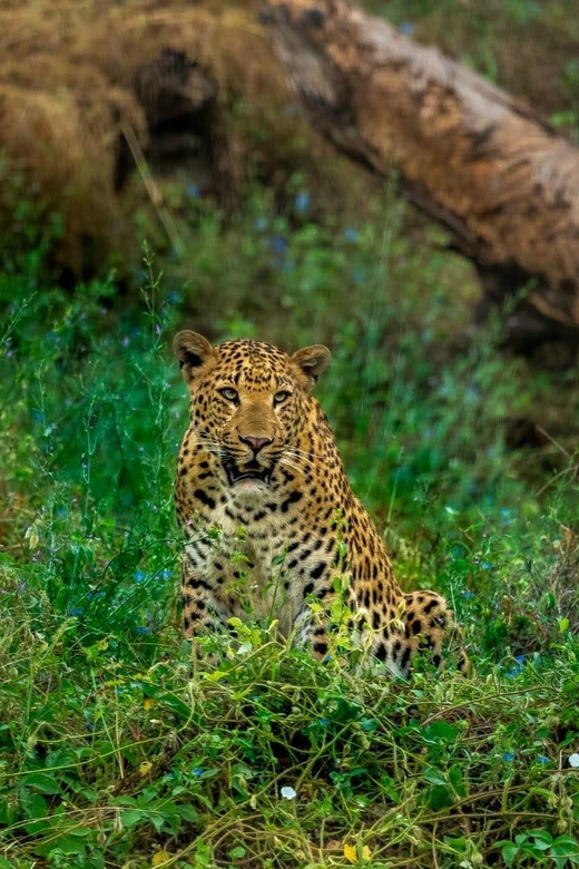 Jaipur: Leopards Safari Tour at Jhalana l Spot Wild Animals - Getting the guide language you want