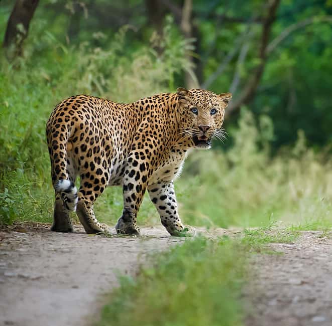 Jaipur: Leopards Safari Tour at Jhalana l Spot Wild Animals - Getting picked up in Jaipur and heading to the park