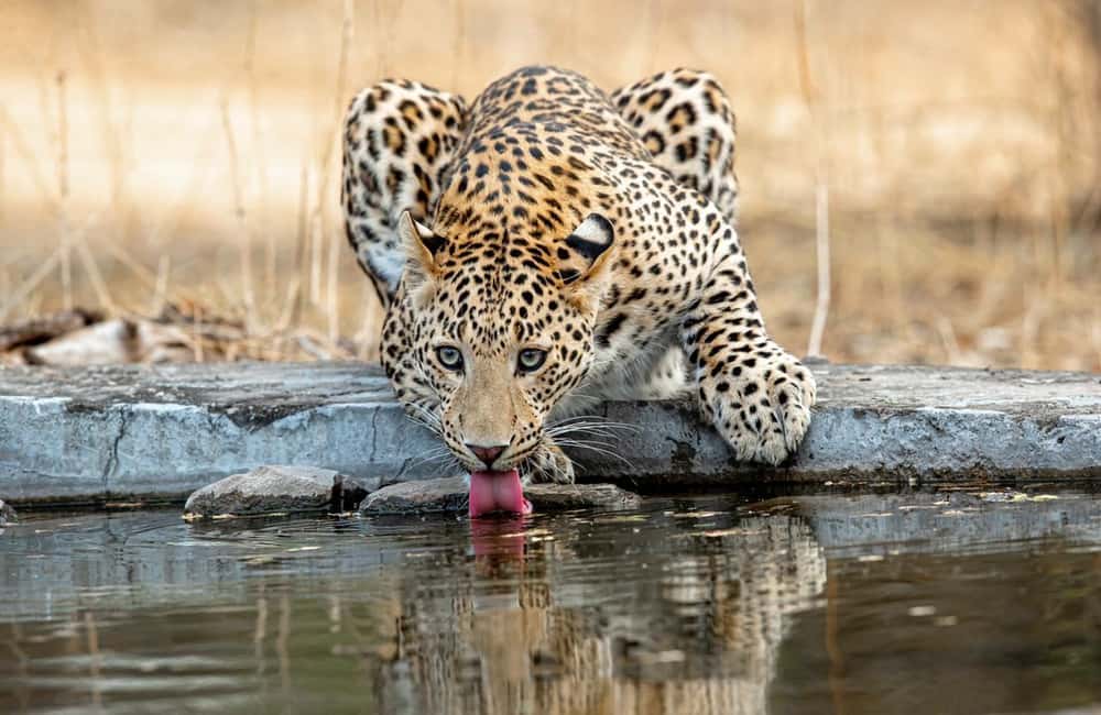 Jaipur: Leopards Safari Tour at Jhalana l Spot Wild Animals - Wildlife viewing: what to look for beyond the leopard moment