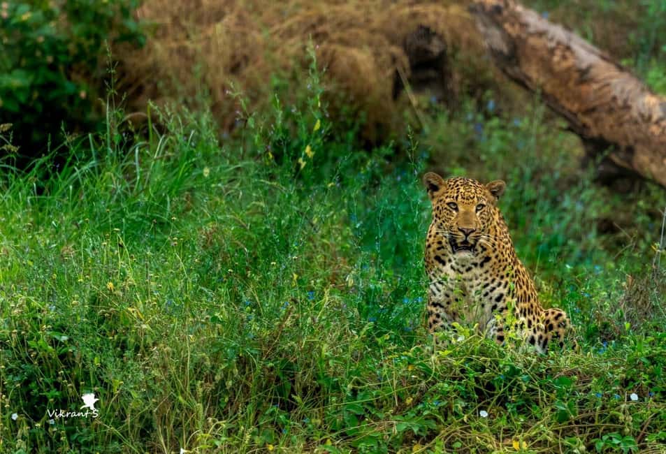 Jaipur: Leopards Safari Tour at Jhalana l Spot Wild Animals - Price and value: is $109 per person worth it?