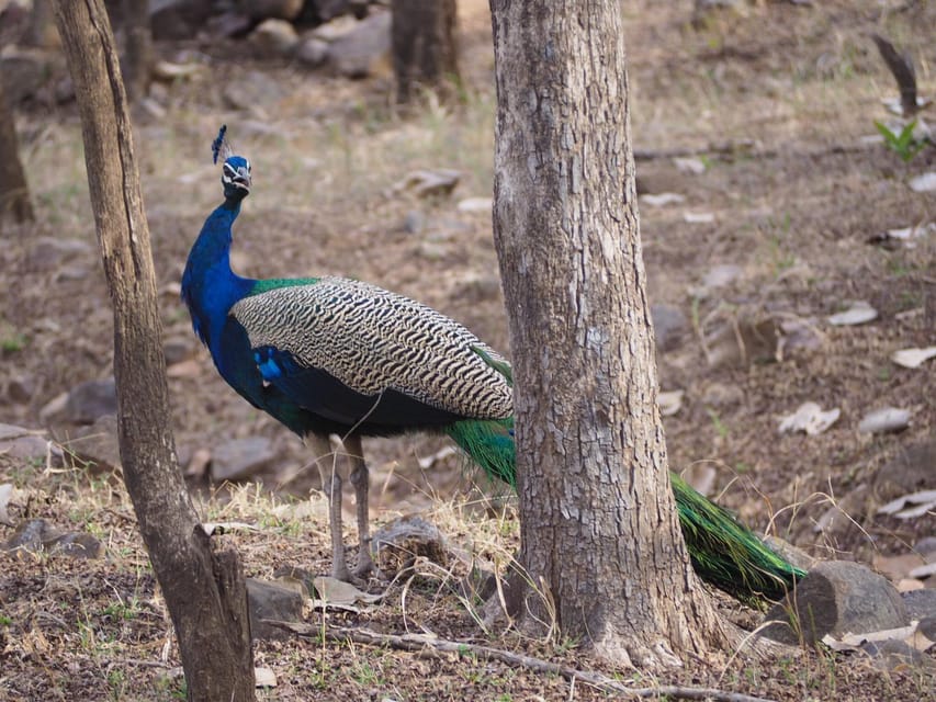 Jaipur: Leopards Safari Tour at Jhalana l Spot Wild Animals - What to bring (and what not to bring) for a smooth safari