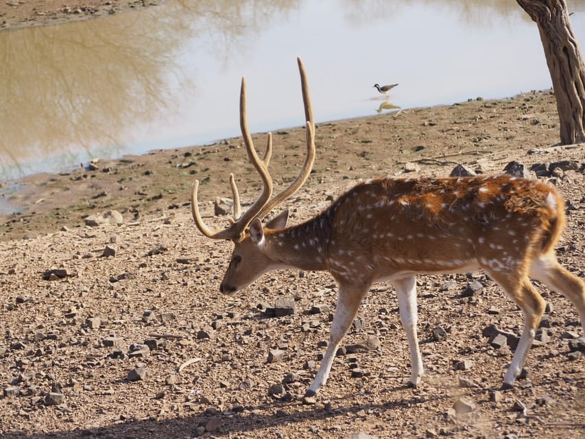 Jaipur: Leopards Safari Tour at Jhalana l Spot Wild Animals - Timing, comfort, and who should reconsider