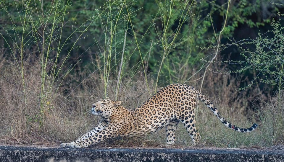 Jaipur: Leopards Safari Tour at Jhalana l Spot Wild Animals - The open jeep safari: how the 2.5 hours really play out