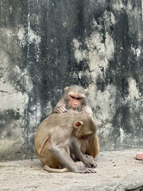 Jaipur: Monkey Temple and Sun Temple Guided Tour - Key things to know before you go