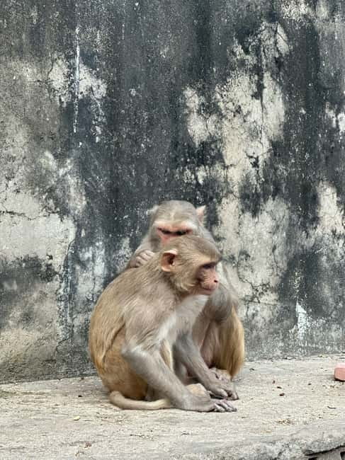 Jaipur: Monkey Temple and Sun Temple Guided Tour - Galta Ji Temple: kunds, springs, and old stone details