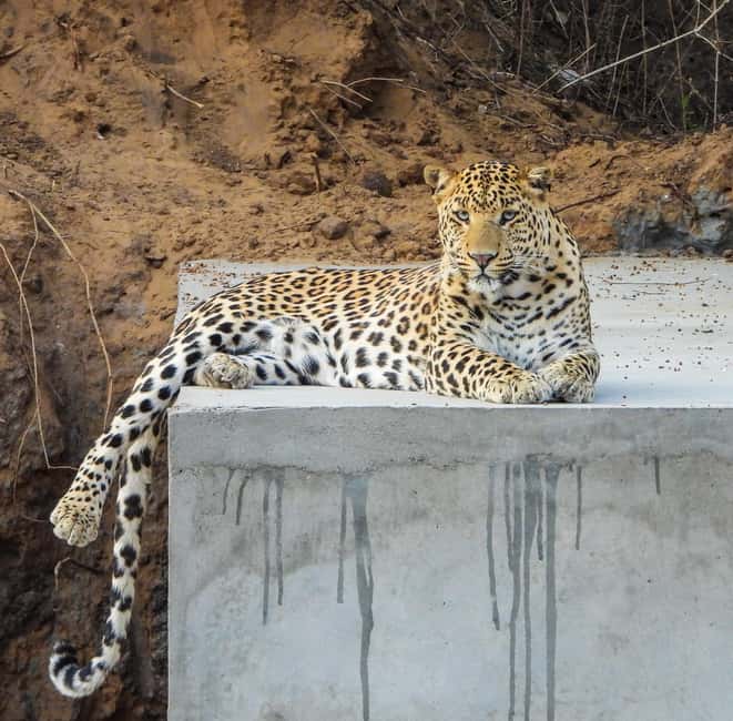 Jaipur: Private Jhalana Leopard Safari Tour - Jaipur’s Jhalana Leopard Reserve: why this safari works