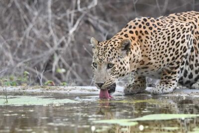 Jaipur: Private Jhalana Leopard Safari Tour - The 2.5-hour rhythm in a 4x4: how your safari time plays out