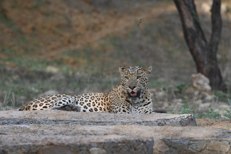 Jaipur: Private Jhalana Leopard Safari Tour - Who should book this Jaipur Jhalana Leopard Safari?