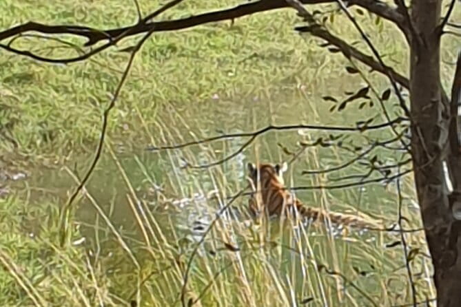 Jaipur Ranthambore Full Day Private Tour - Jaipur Pick-Up to Sawai Madhopur: The Ride Part Matters