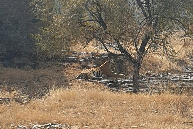Jaipur Ranthambore Full Day Private Tour - Jaipur Drop-Off and the Long-Day Reality