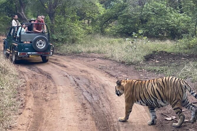 Jaipur Ranthambore Full Day Private Tour - Practical Tips for Your Tiger Day